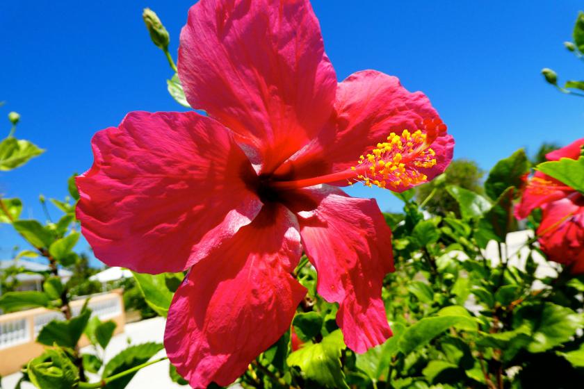 Hibiscus