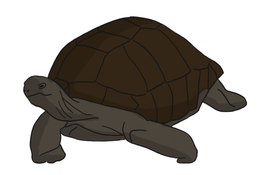 Tortue terrestre Seychelles