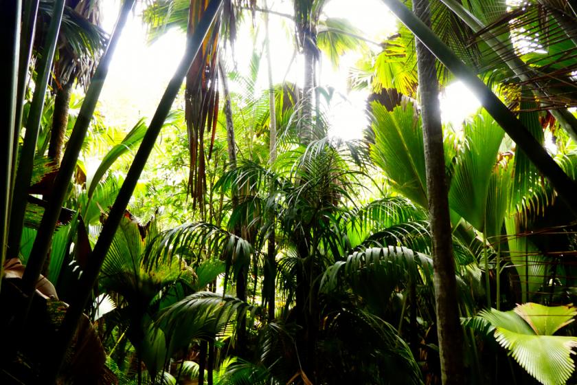 vallée de mai praslin