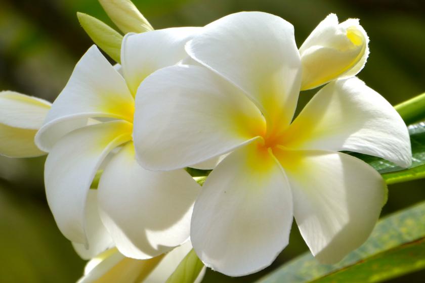 Praslin tiaré